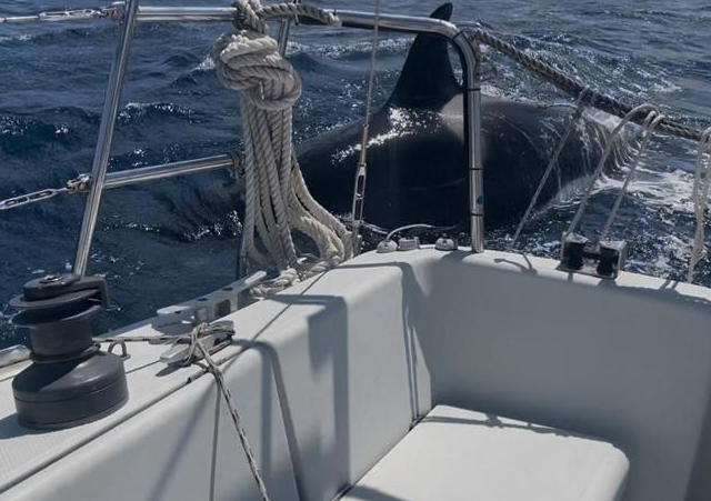 Un cetáceo se aproxima a la popa del velero durante el ataque.