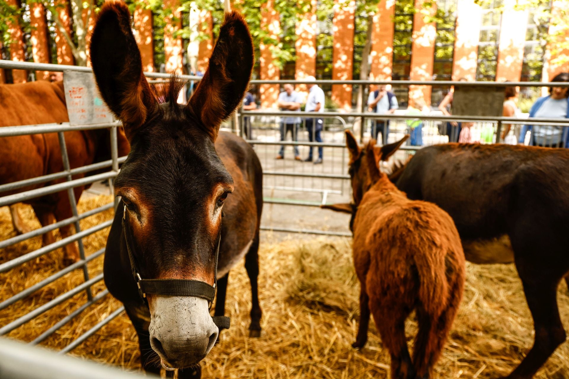 El Día del Blusa y la Neska, en imágenes