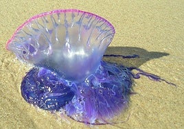 Por el momento, en Euskadi, se han producido cuatro picaduras de carácter leve.