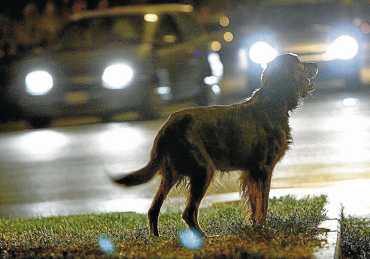 El abandono animal, una infracción muy grave, se recrudece en los meses estivales.