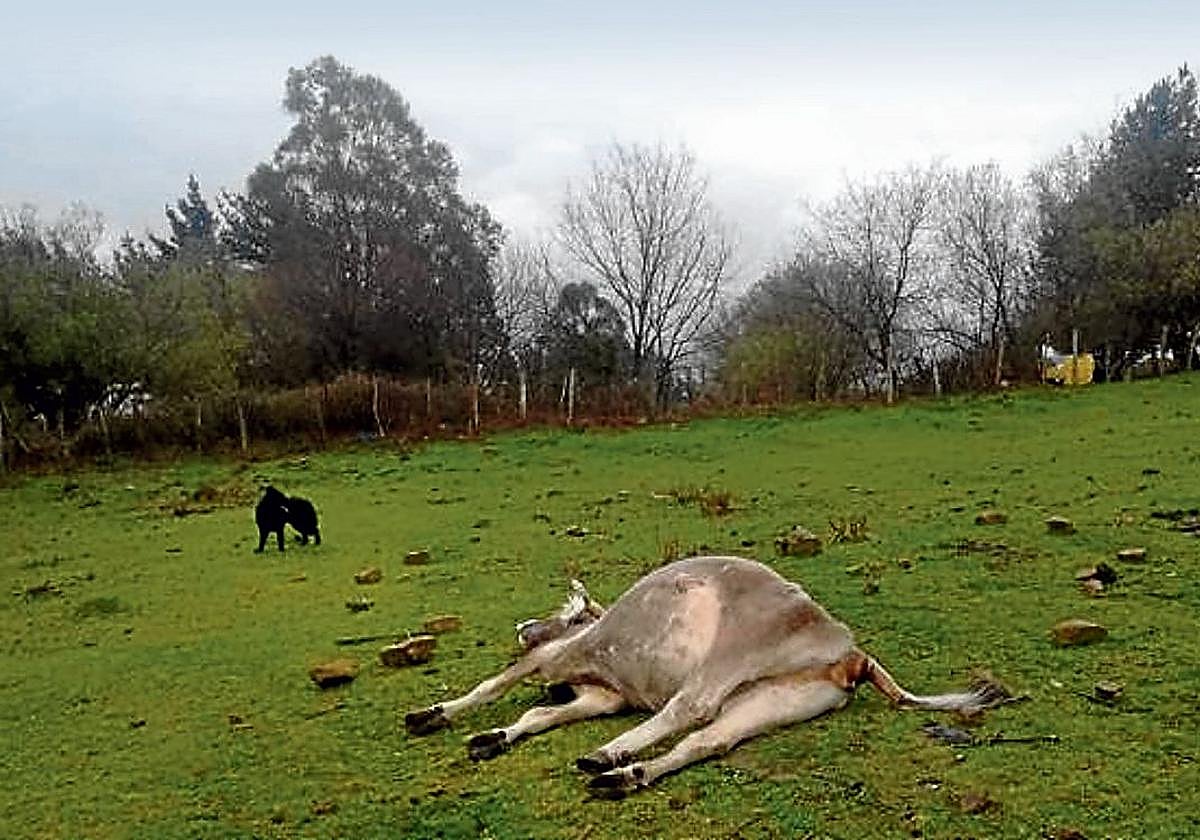 Una vaca muerta en La Arboleda en una imagen de archivo. La Diputación incautó animales a su dueño.