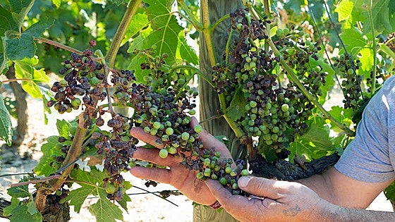 El Gobierno vasco pide a Madrid incluir los daños del mildiu en el seguro agrario