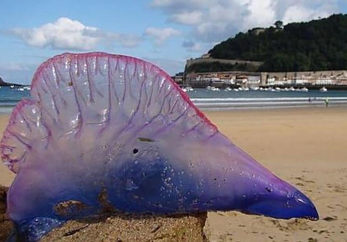 Alertan de la presencia de medusas hasta en siete playas vizcaínas