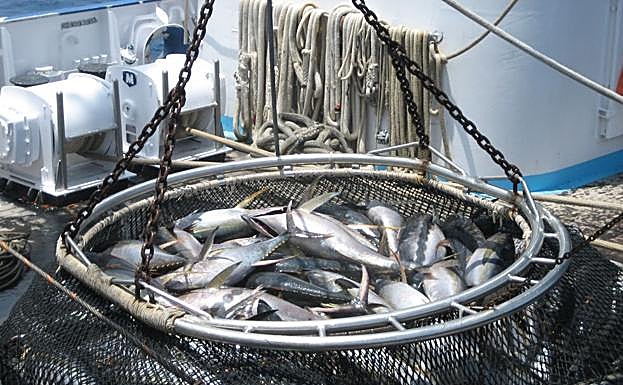 Descarga de yellowfin (40-50 kilos, capturado en el Índico) en la cubierta del Alakrana.