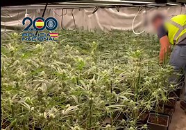 Detenido un vizcaíno tras desmantelar una plantación de marihuana en un chalé de lujo de Castro Urdiales