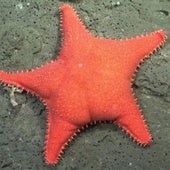 La expedición submarina viral que ha encontrado a 'Patricio' en el fondo del mar