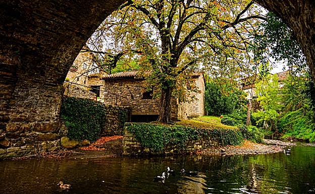 Patos en el río Quiviesa a su paso por Potes.