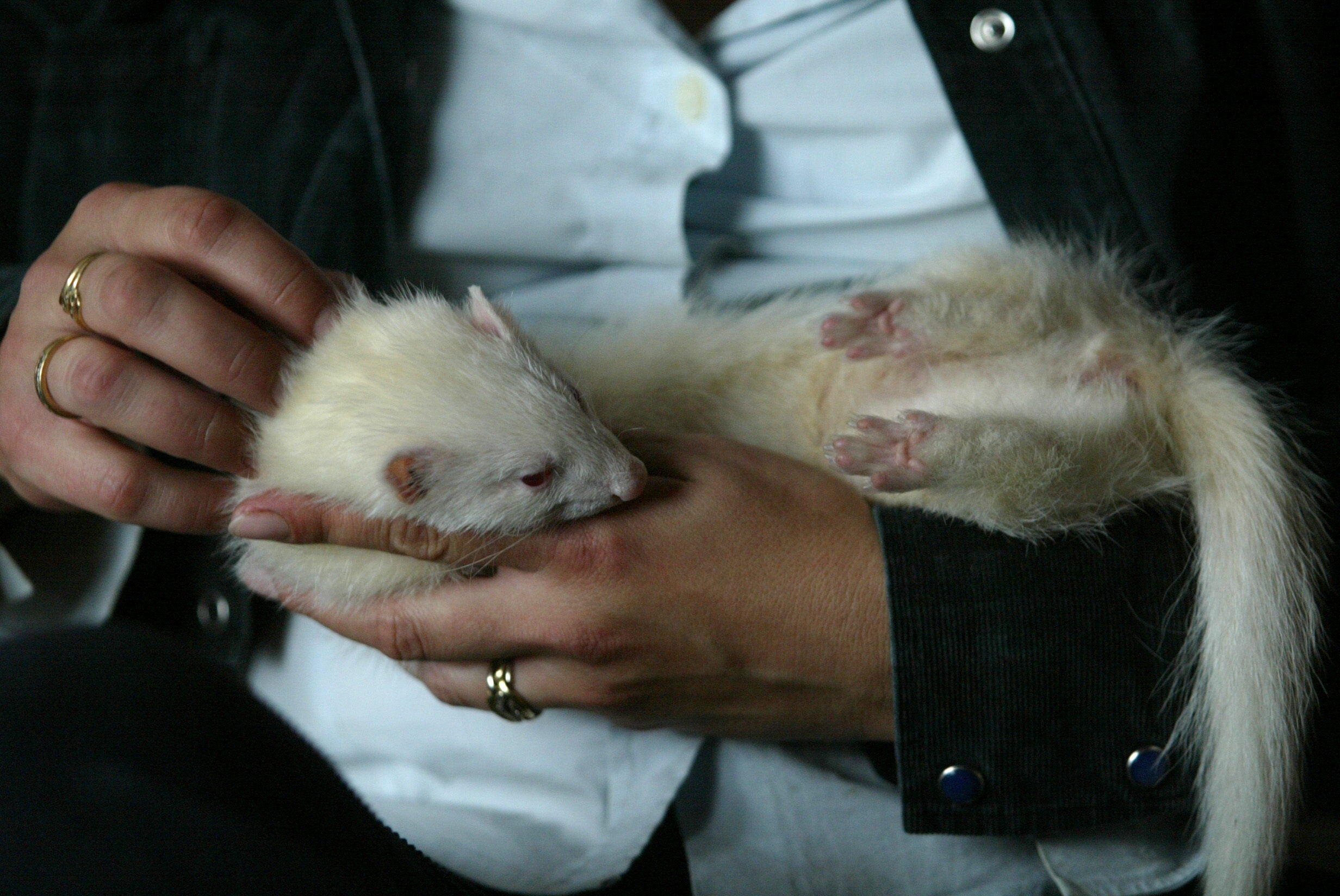 Los hurones han ido ganando protagonismo como mascotas.