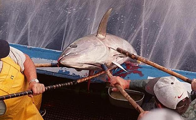 Izado a bordo de un cimarrón pescado con caña en 1999 a bordo de un pesquero con base en Hondarribia, una actividad, que, al cerco, se ha recuperado este verano en el Cantábrico.