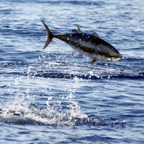 Los cimarrones ya están engordando en la jaula del mar de Getaria