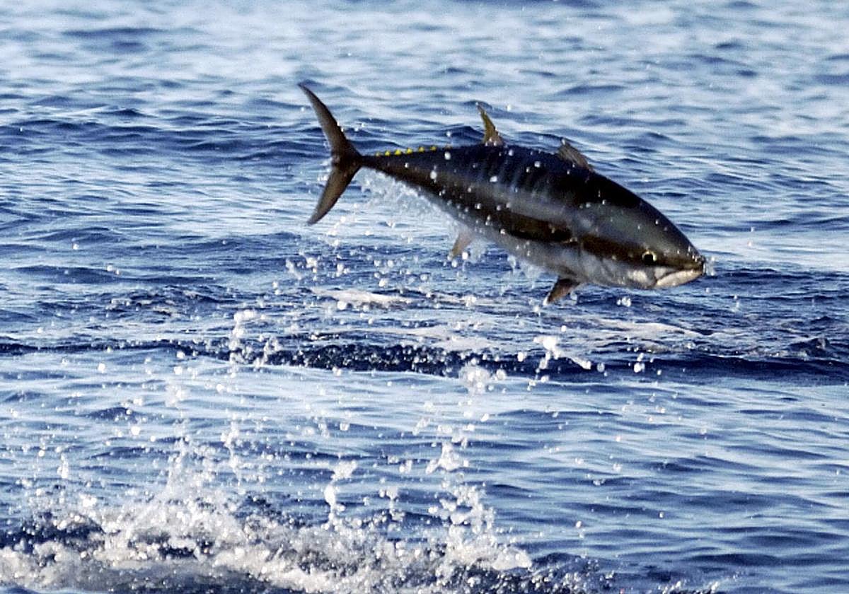 Los cimarrones ya están engordando en la jaula del mar de Getaria