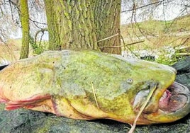 El monstruo invasor de los ríos que devora patos y roedores