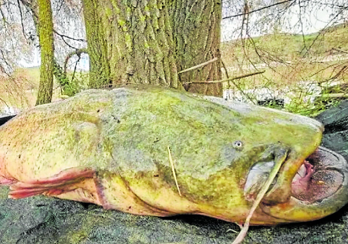 El monstruo invasor de los ríos que devora patos y roedores