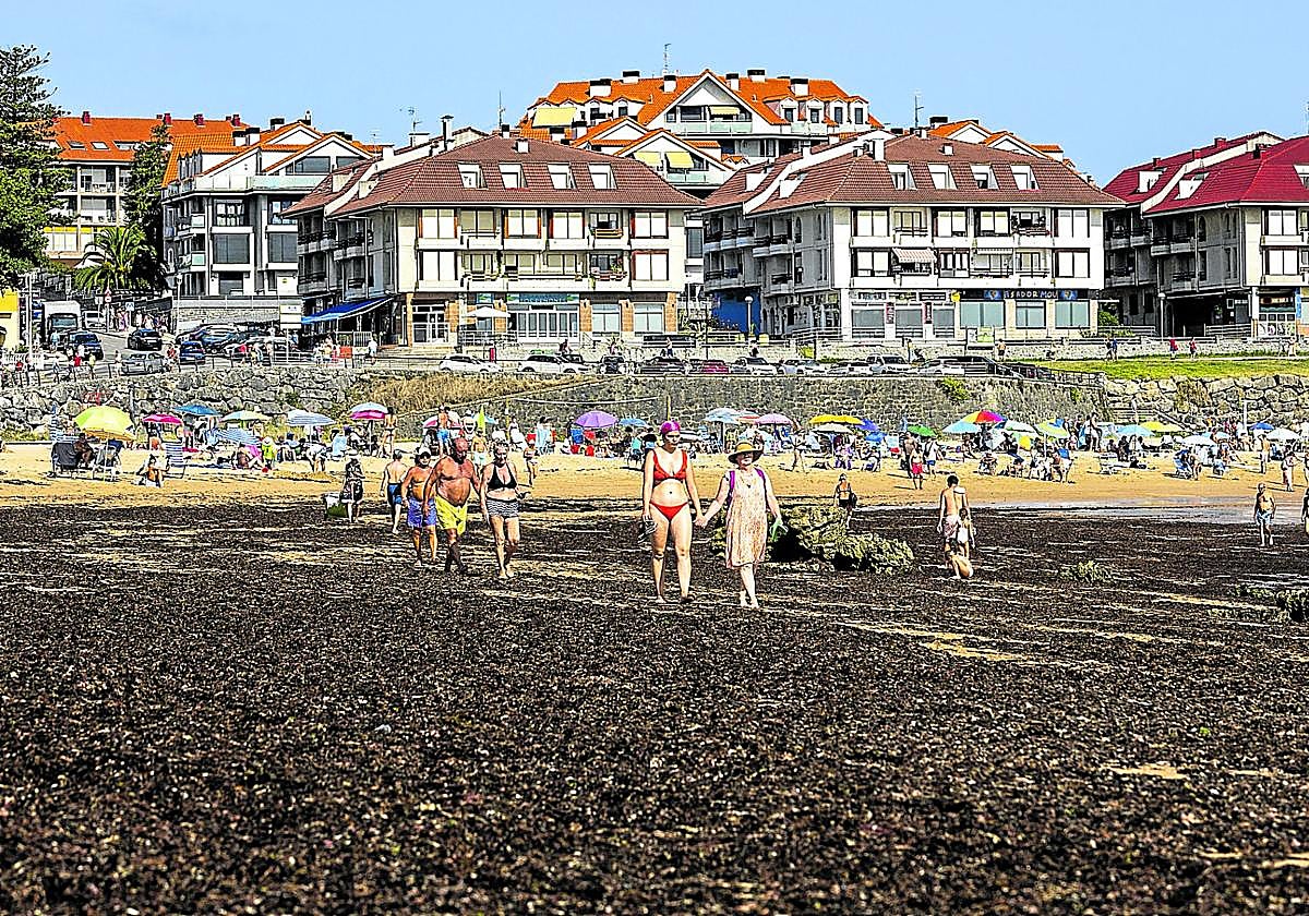 La playa de Trengancín, repleta del alga invasora asiática.