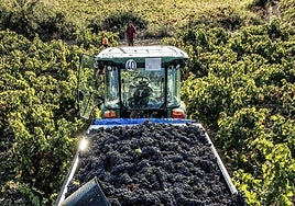 Vendimia en una finca de Rioja Alavesa.