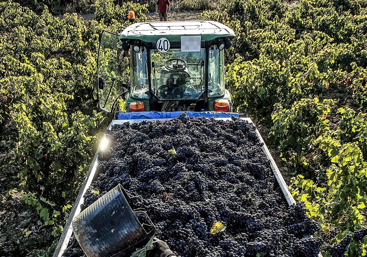 Vendimia en una finca de Rioja Alavesa.