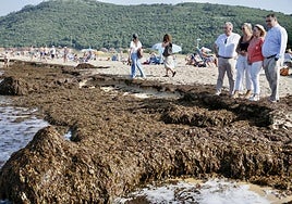 Toneladas de algas han llegado a las playas de Noja.