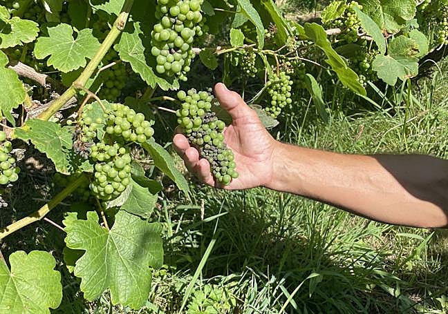 Egia muestra los efectos del mildiu.