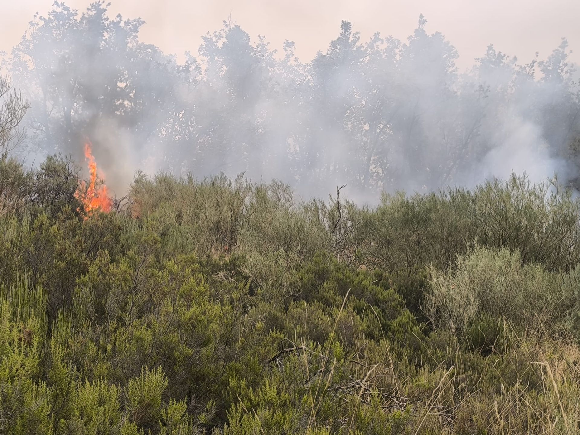 Ayuda de los equipos de bomberos y otros profesionales de Bizkaia en los incendios de León