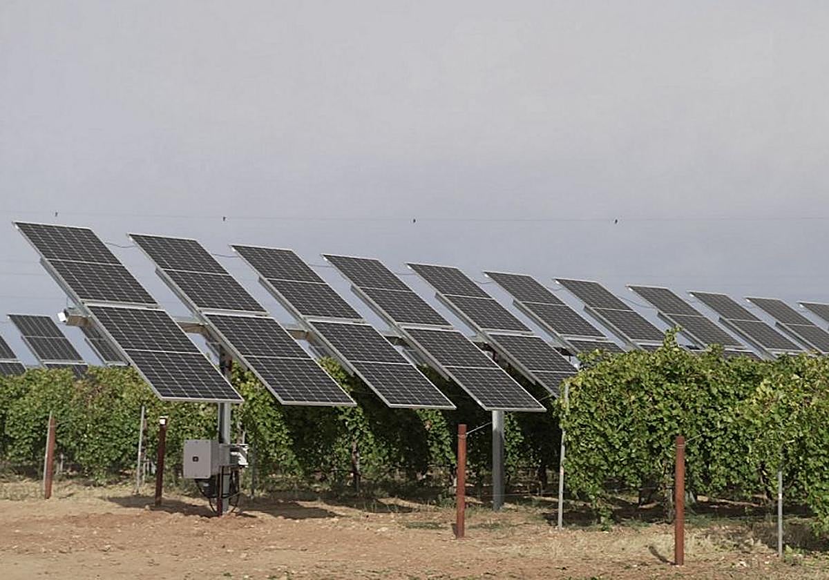 Una experiencia de viñedos que crecen bajo placas solares.