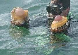 Medusas 'huevo frito', la curiosa especie que llega a las playas andaluzas