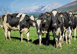 Un grupo de vacas pasta en una explotación alavesa.