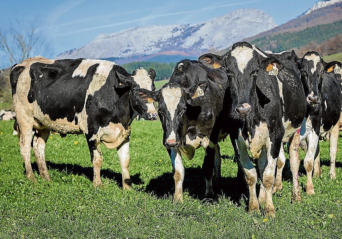 Un grupo de vacas pasta en una explotación alavesa.