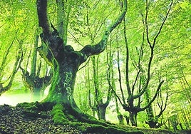 Hayedo de Otzarreta, uno de los rincones más mágicos de Euskadi.
