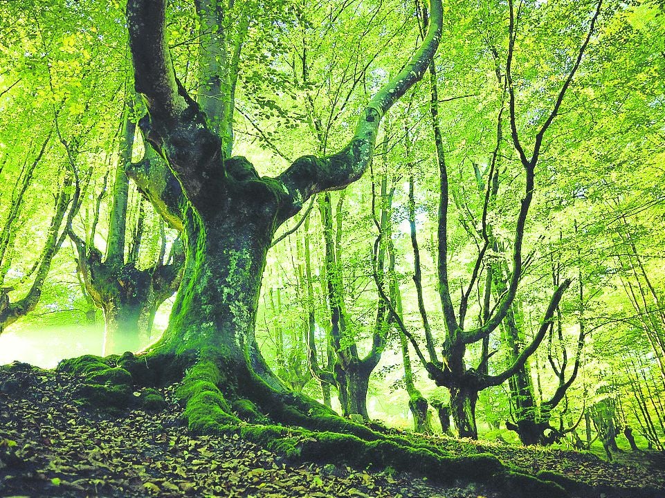 Hayedo de Otzarreta, uno de los rincones más mágicos de Euskadi.