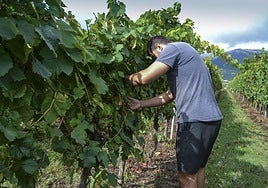 Un productor revisa las uvas en el valle de Ayala.