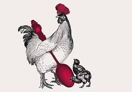 Las gallinas de Torrevieja