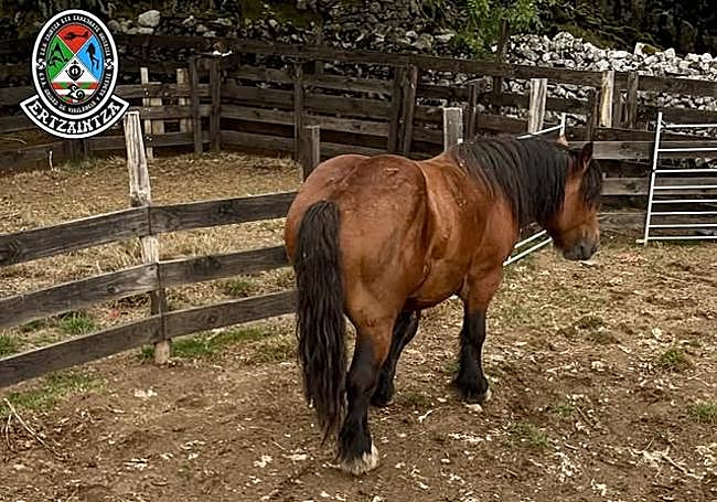 El animal está en una cuadra en las campas de Oltza.