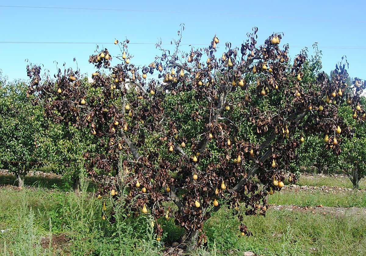 La enfermedad recibe este nombre por el estado en el que deja a los árboles, que parecen quemados