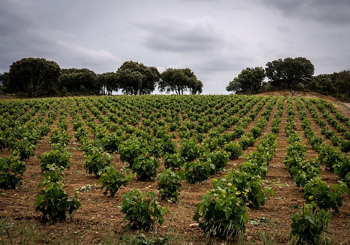 54 hectáreas de viñedo están abandonadas en Rioja Alavesa