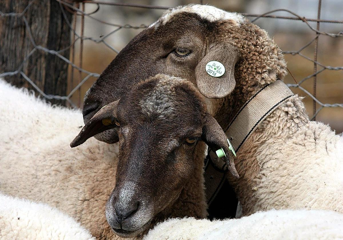 Fotografía de archivo de dos ejemplares que fueron vacunados en 2004 contra la enfermedad conocida como «lengua azul» en Jimena de la Frontera.