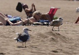 Gaviotas en playa de Ereaga.