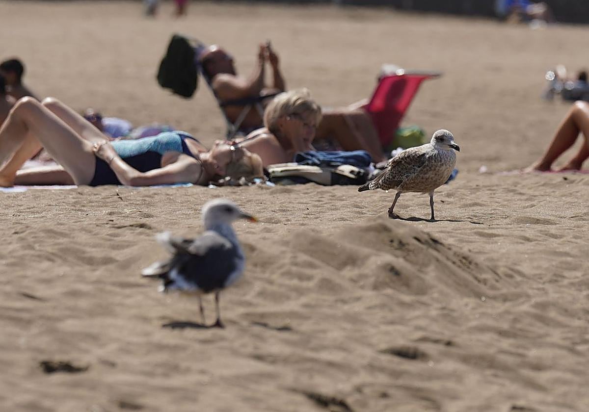 Gaviotas en playa de Ereaga.