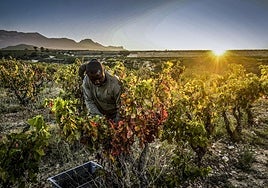Recogida y selección de uva en una cosecha en Samaniego, Álava.