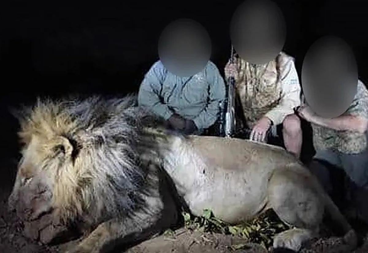 El león Blondie tras ser abatido en la foto compartida por el cazador