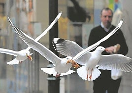 Bizkaia extrema la vigilancia tras dos nuevos focos de gripe aviar en gaviotas