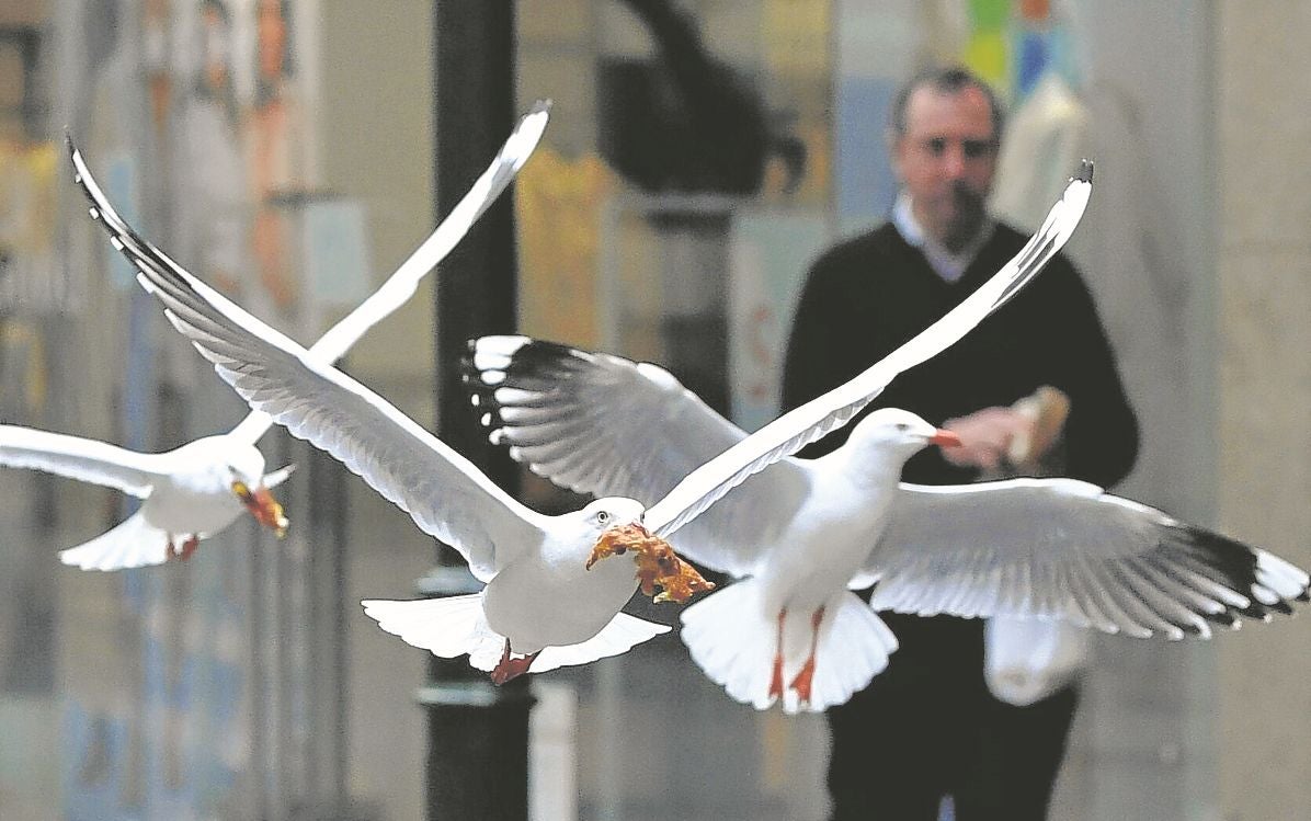 Bizkaia extrema la vigilancia tras dos nuevos focos de gripe aviar en gaviotas