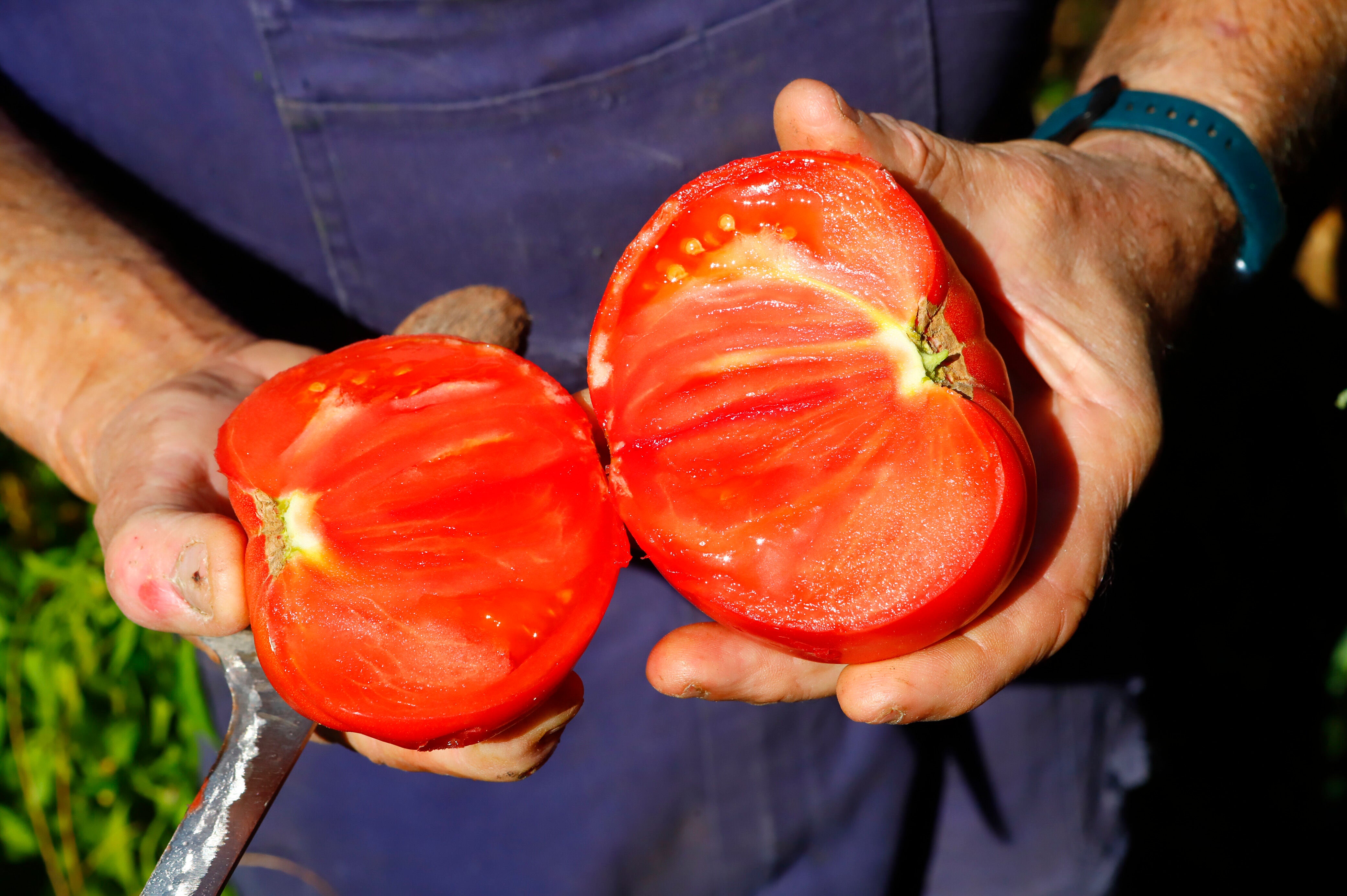 Un productor muestra la calidad de los tomates cultiivados en su explotación agraria.