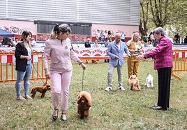 Imagen de una edición pasada del concurso canino en Muskiz.