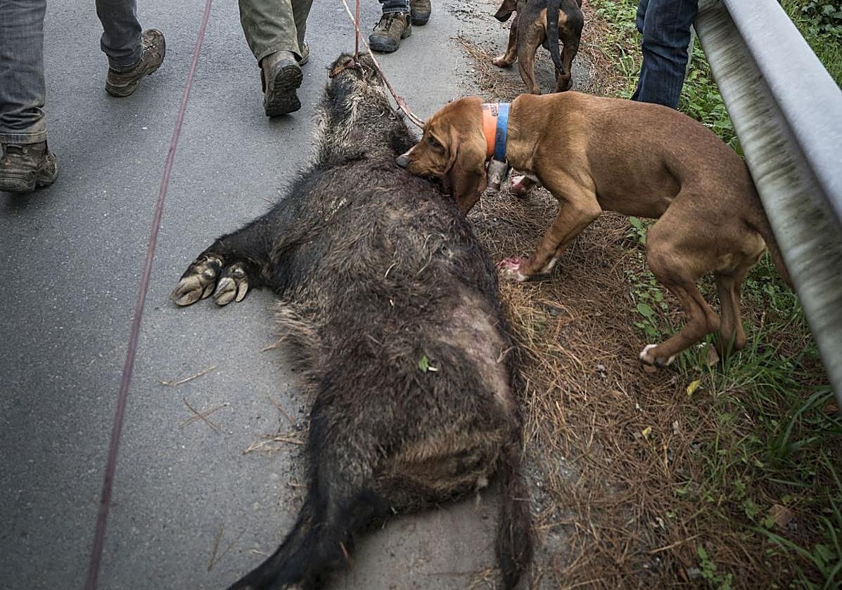 Las ayudas para paliar los daños de corzos y jabalíes se disparan un 42,5%
