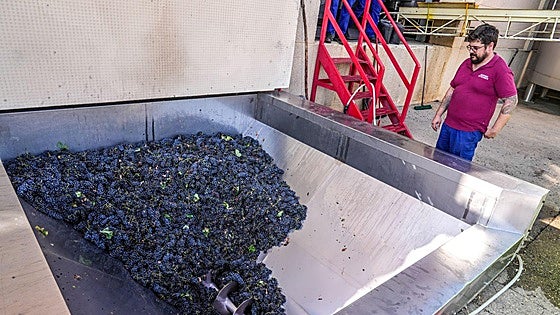 Rioja Alavesa adelanta la vendimia en la campaña más temprana y corta de la historia