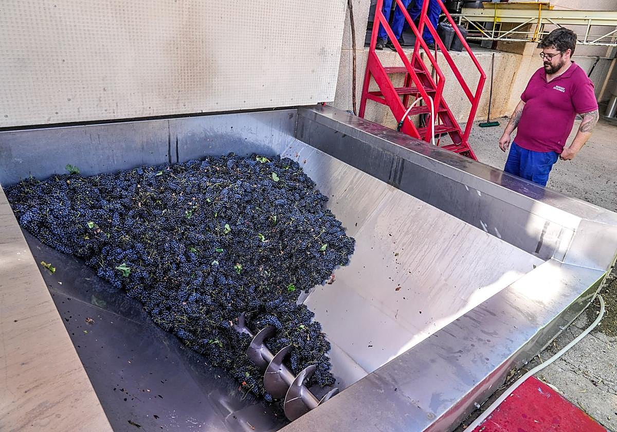 Las primeras uvas tintas recogidas en las parcelas de Rioja Alavesa han llegado a las bodegas más temprano que de costumbre.