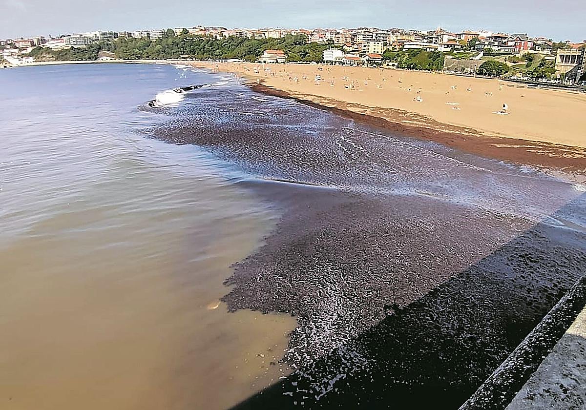 La playa de Ereaga aparece con una gran cantidad de algas.