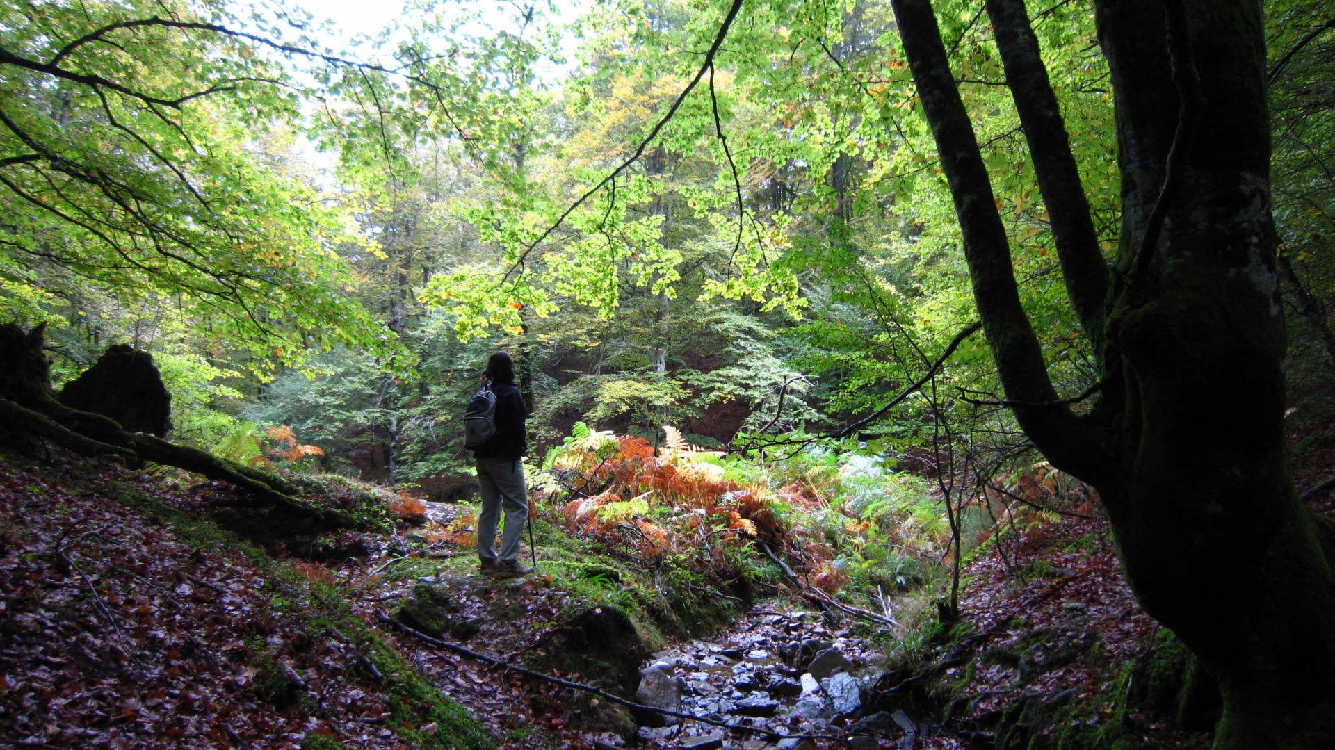 En la zona boscosa de Altube destaca por su enorme hayedo.