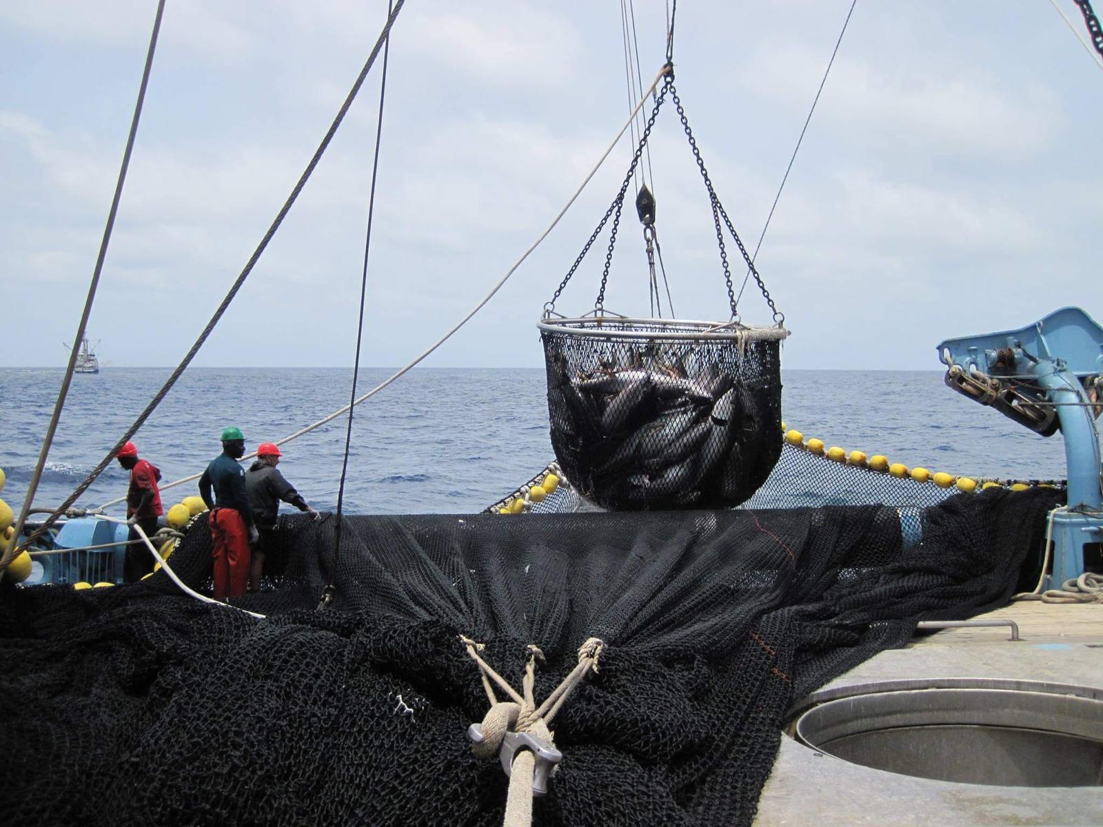 Un atunero de Bermeo durante un lance de pesca de túnidos.