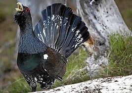 El urogallo ya estaba en peligro crítico antes de los incendios.